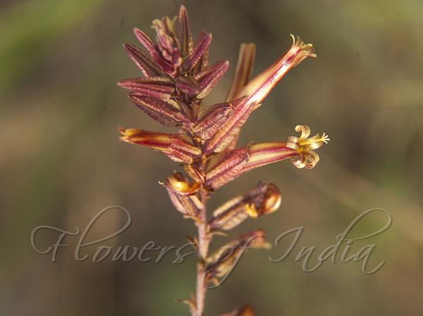 Indian Desert Statice